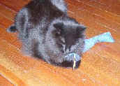 Rorchsach with catnip toy