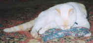 Elliot with Kitty Magic Carpet