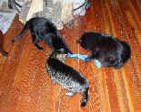 Cats playing
